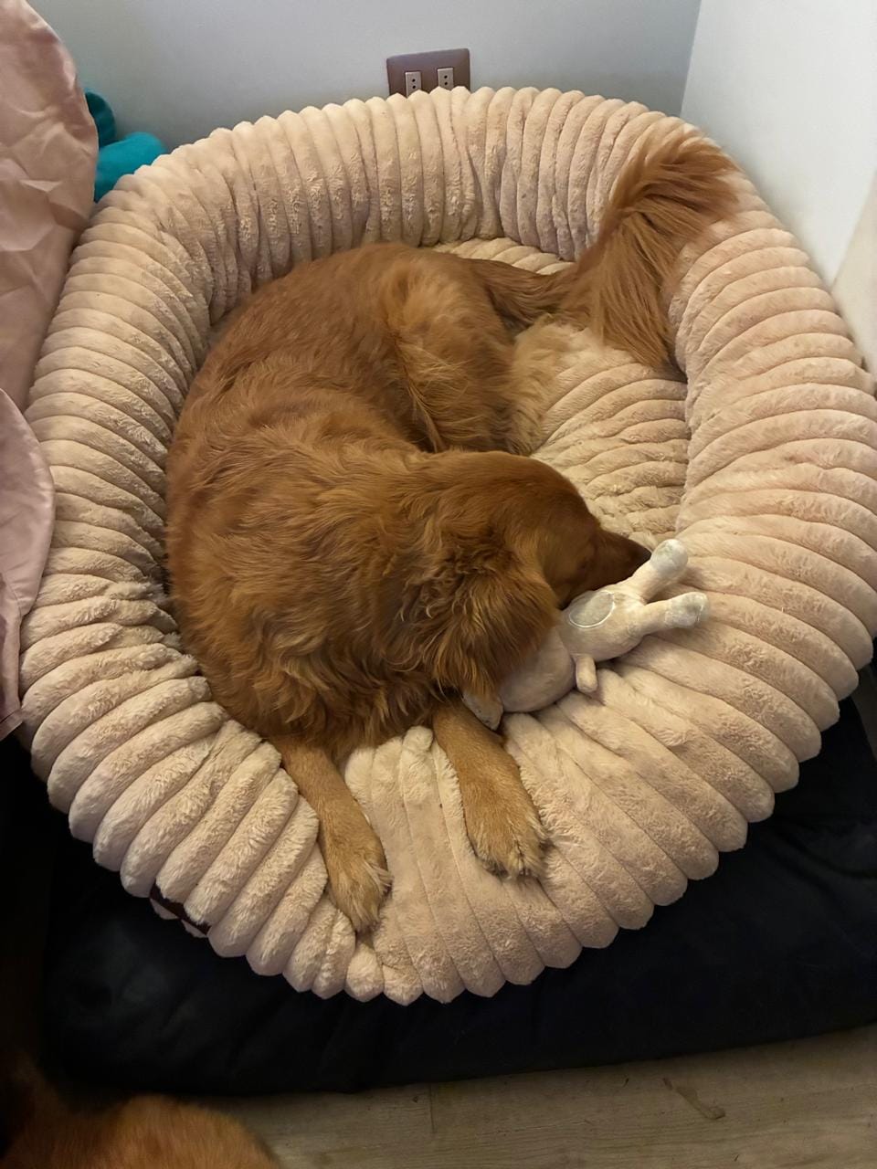 Customer photo review of Luxury Edition: Cama Anti-Estrés THE DOGS