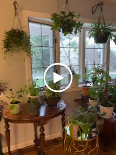 Customer video review of Plant Food