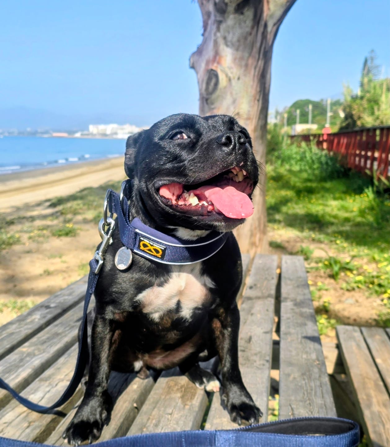 Customer photo review of Staffordshire Bull Terrier 1935® Martingale Collar - Navy Blue