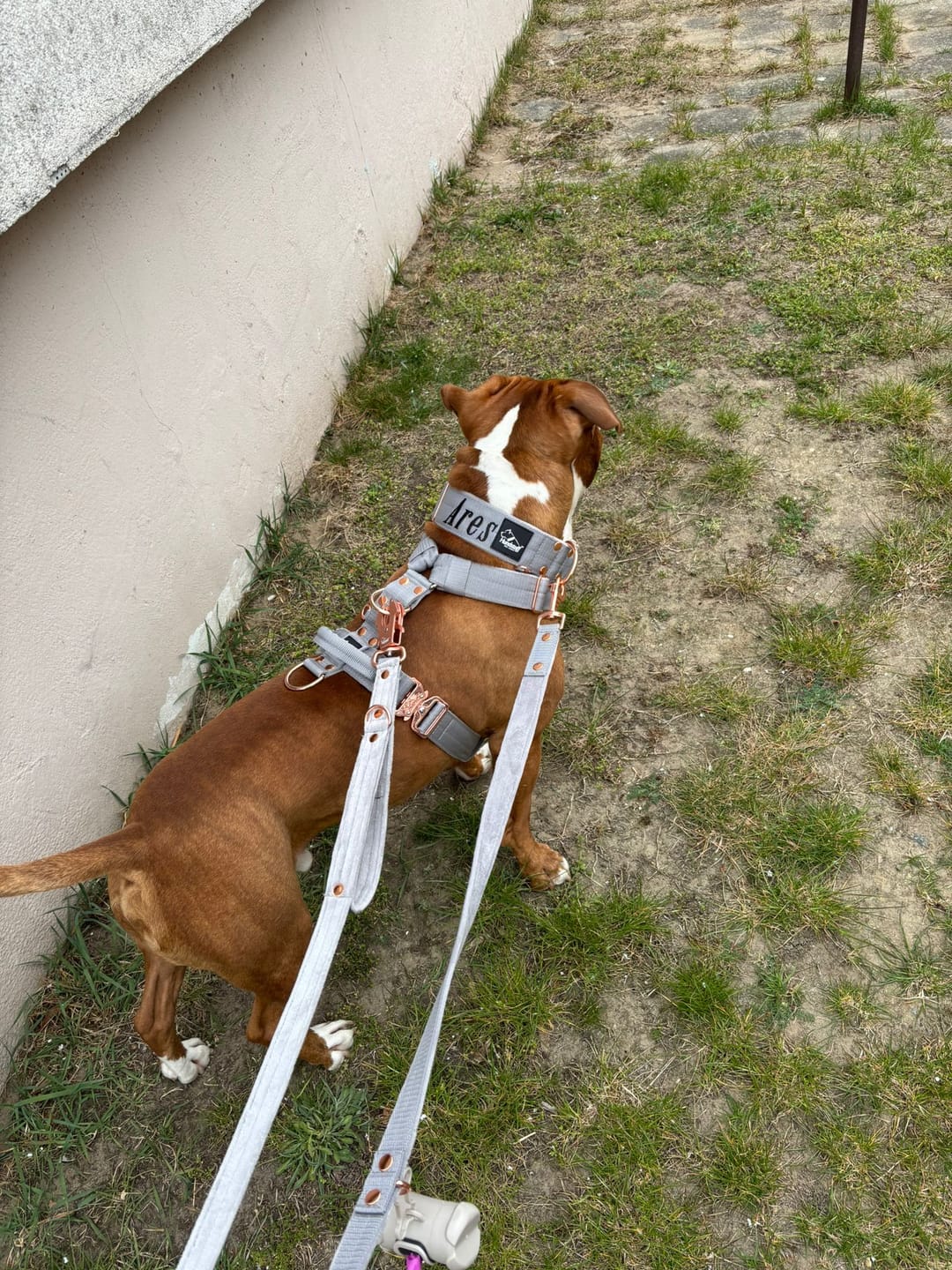 Customer photo review of Multi Guard Leash Rose Edition Grått - Multi-väktarkoppel