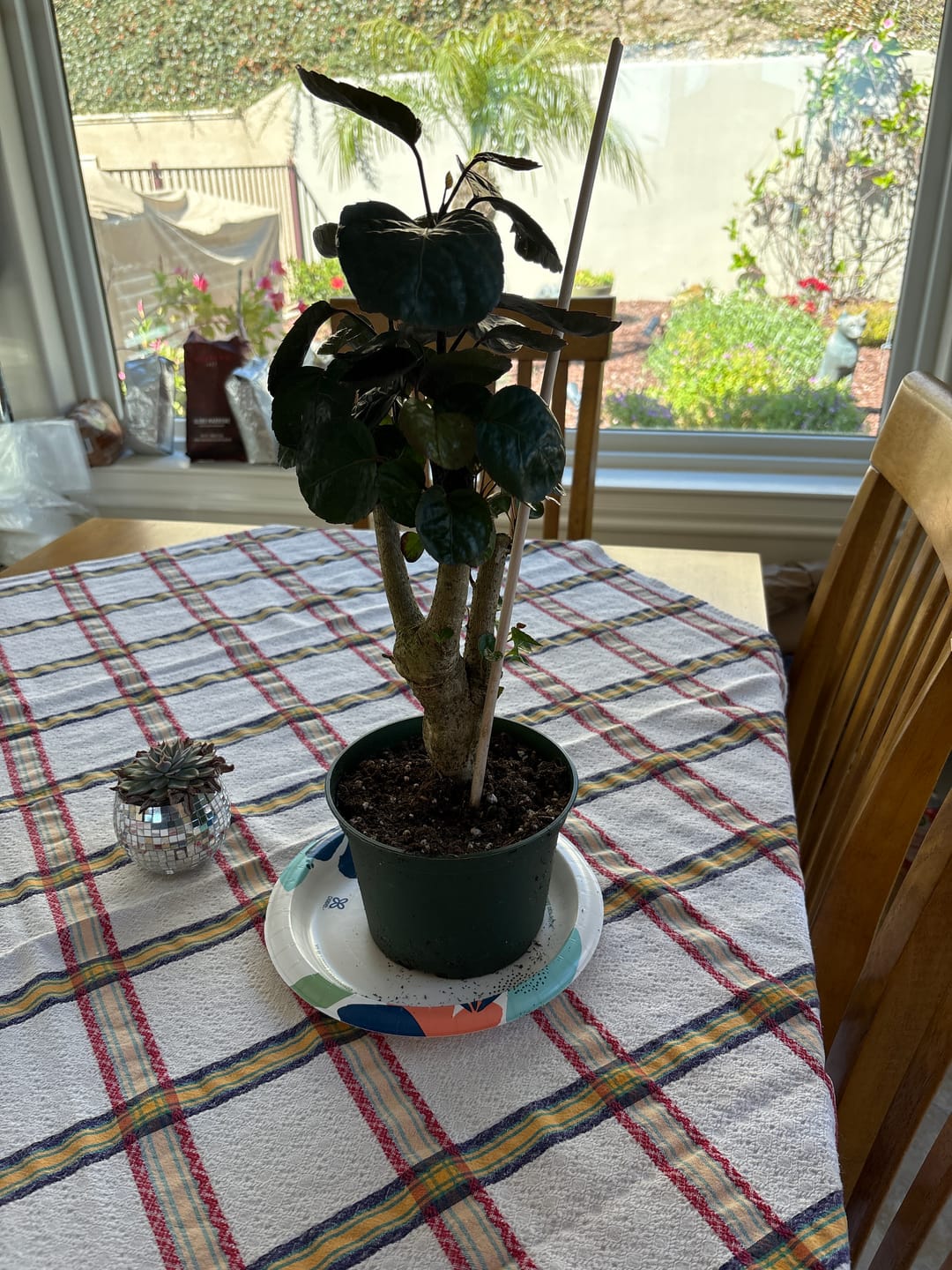 Customer photo review of Polyscias scutellaria, Fabian Stump