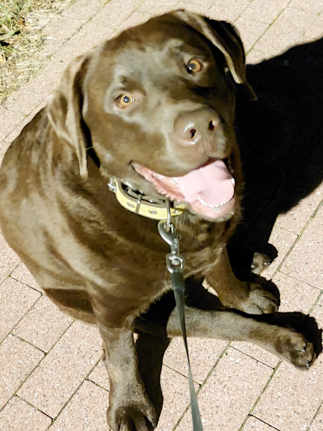 Customer photo review of For Large Joints & Bones | Dog Supplement for Large Dogs