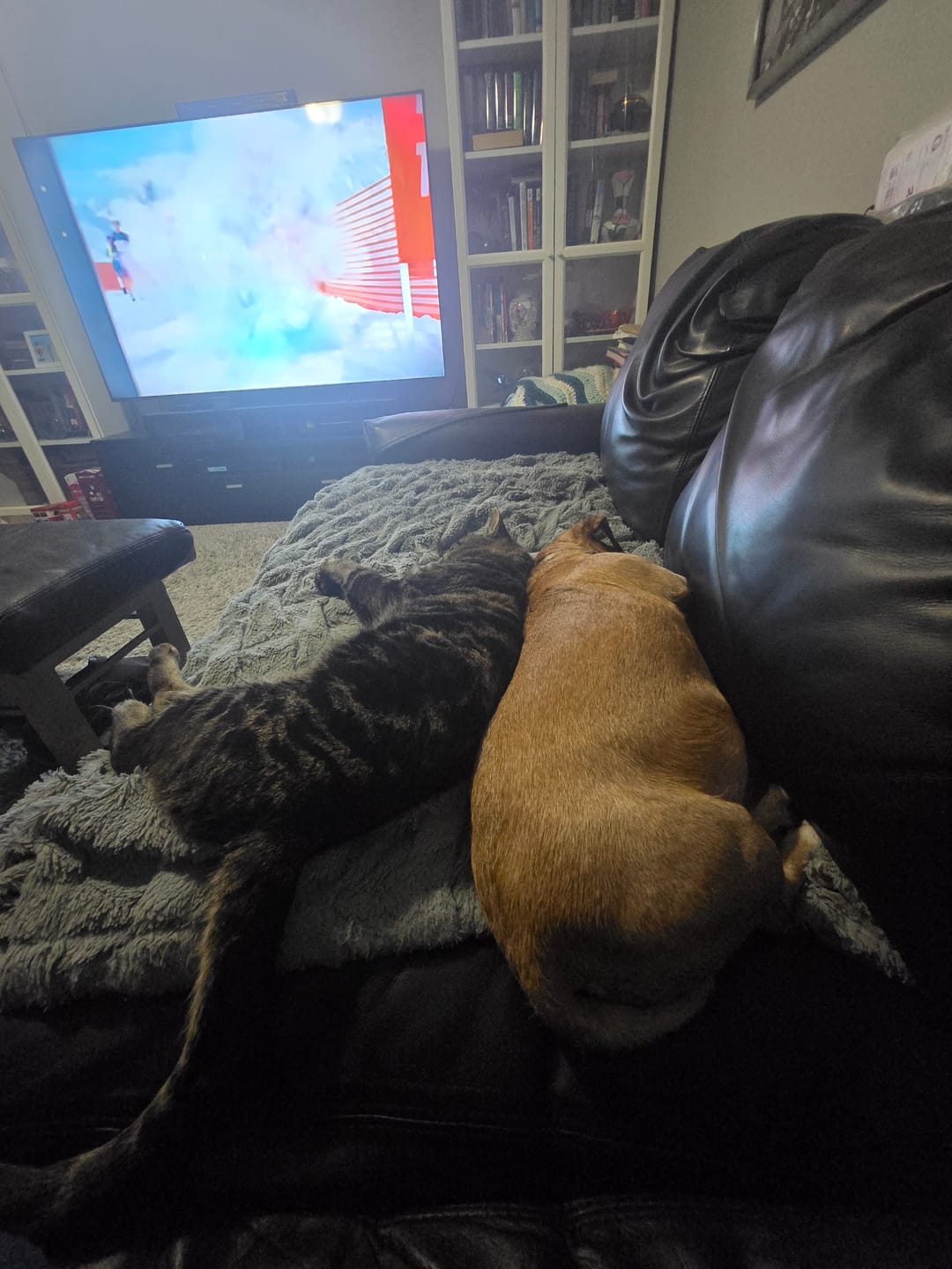 Customer photo review of GCP Flea & Tick Natural Defense for Cats - 100 Soft Chews