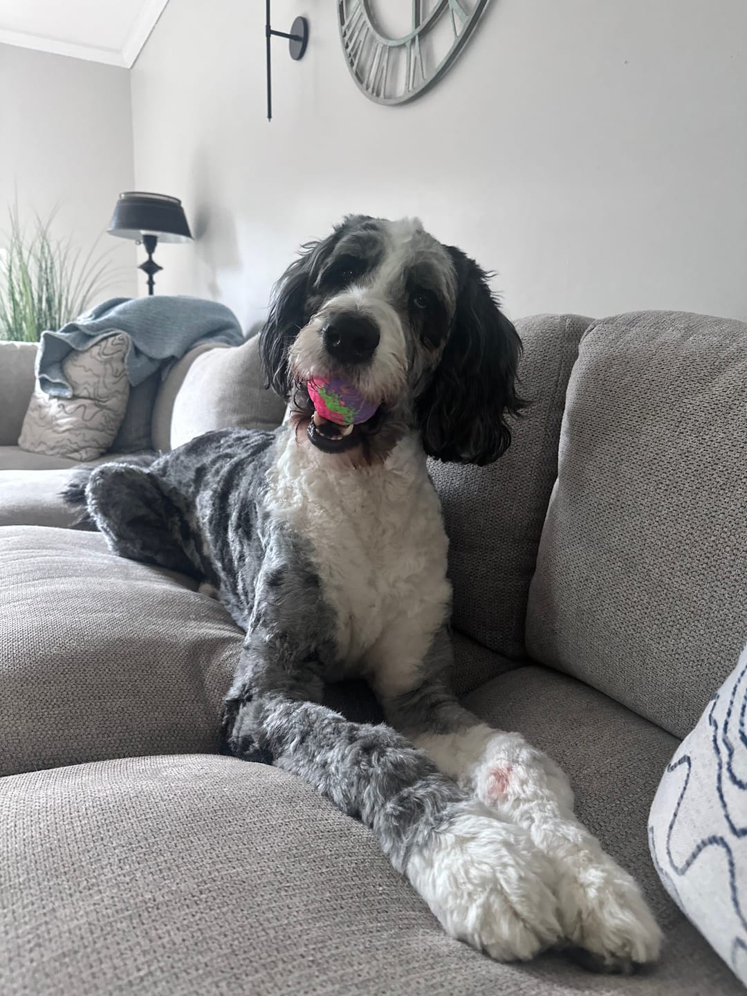 Customer photo review of WUNDERball - Best Fetch Toy