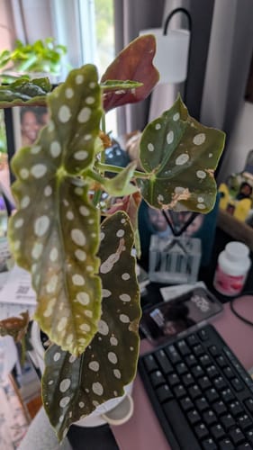 Customer's healthy Begonia Maculata plant with large, spotted leaves after using the OG Plant Food.