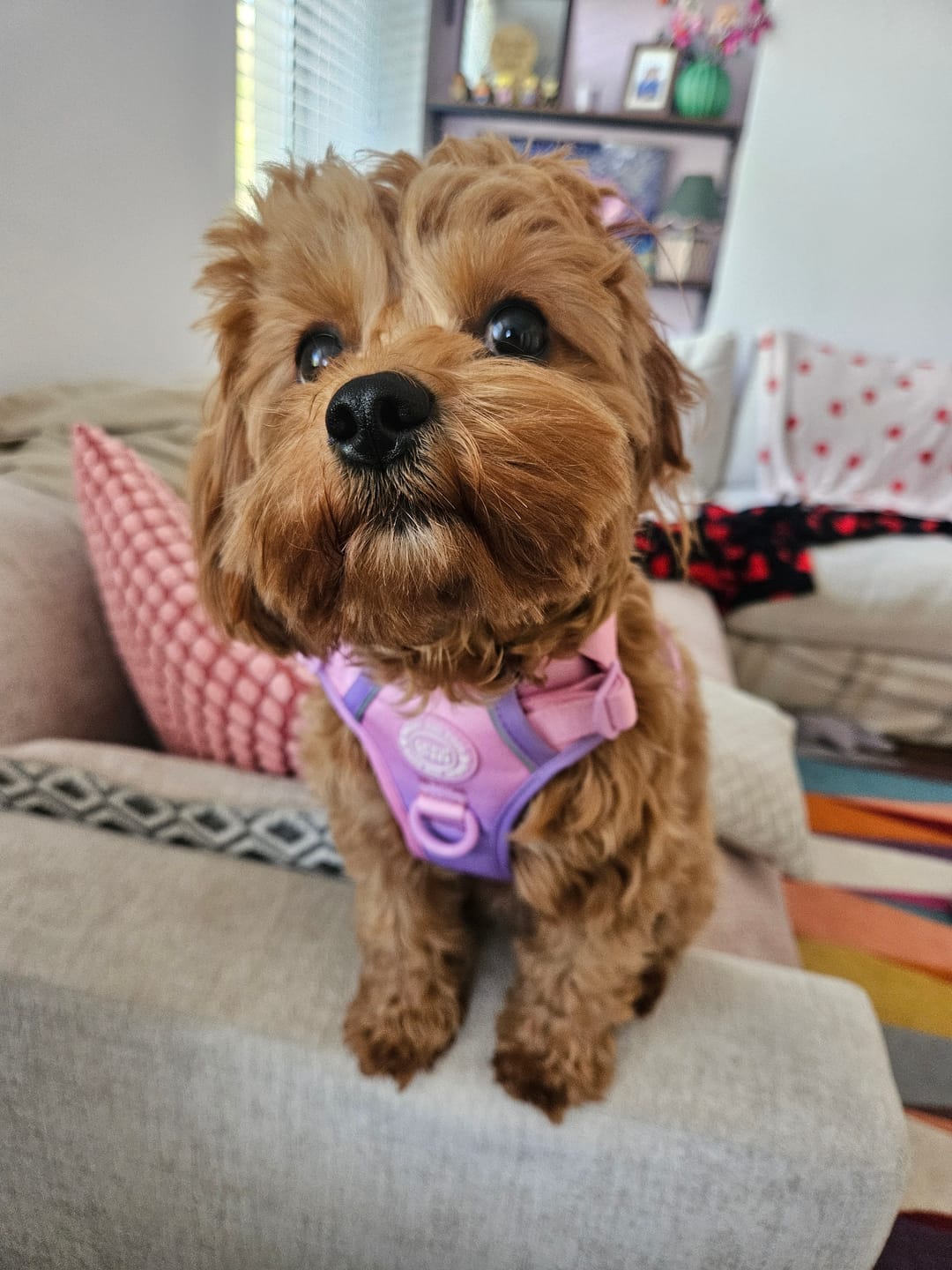 Customer photo review of Trail & Glow Dog Harness - COLOUR DROPS® - Love that for you