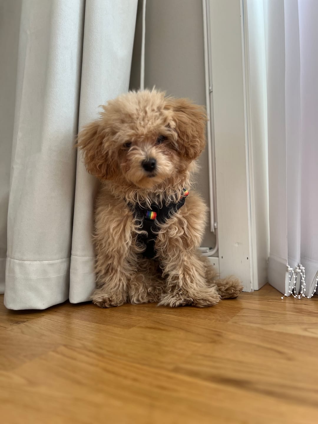 Customer photo review of Pride hundesele