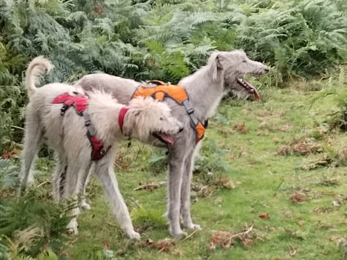Customer photo review of Escape proof Harness (3 Strap)