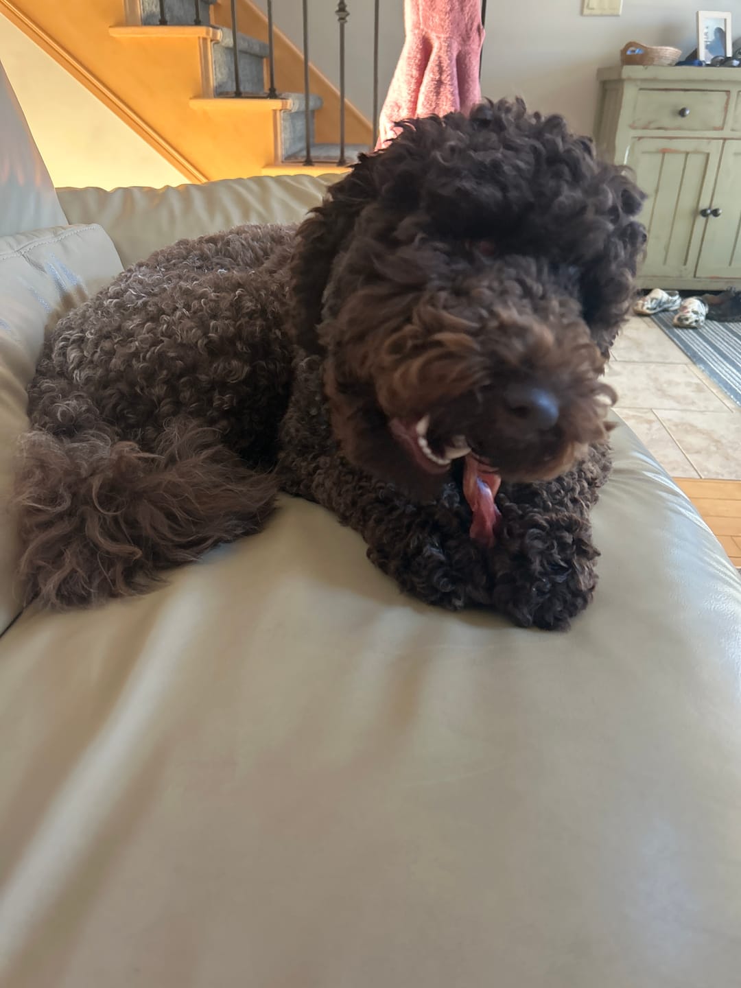 Customer photo review of 6 Inch Standard Braided Bully Stick