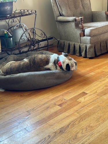 Reseña cliente FurLife