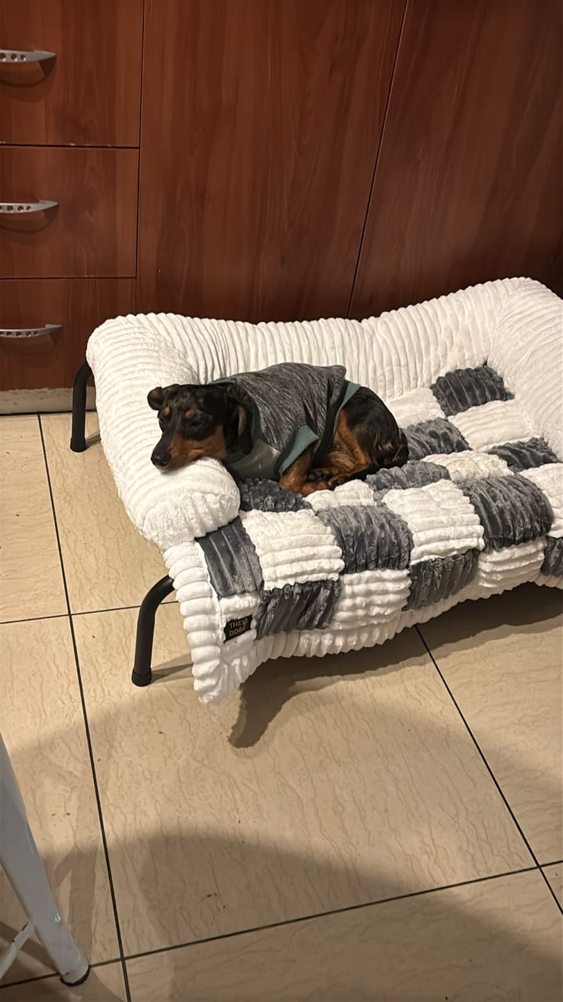 Customer photo review of Camita de Sillón Signature — Su lugar oficial en el sillón