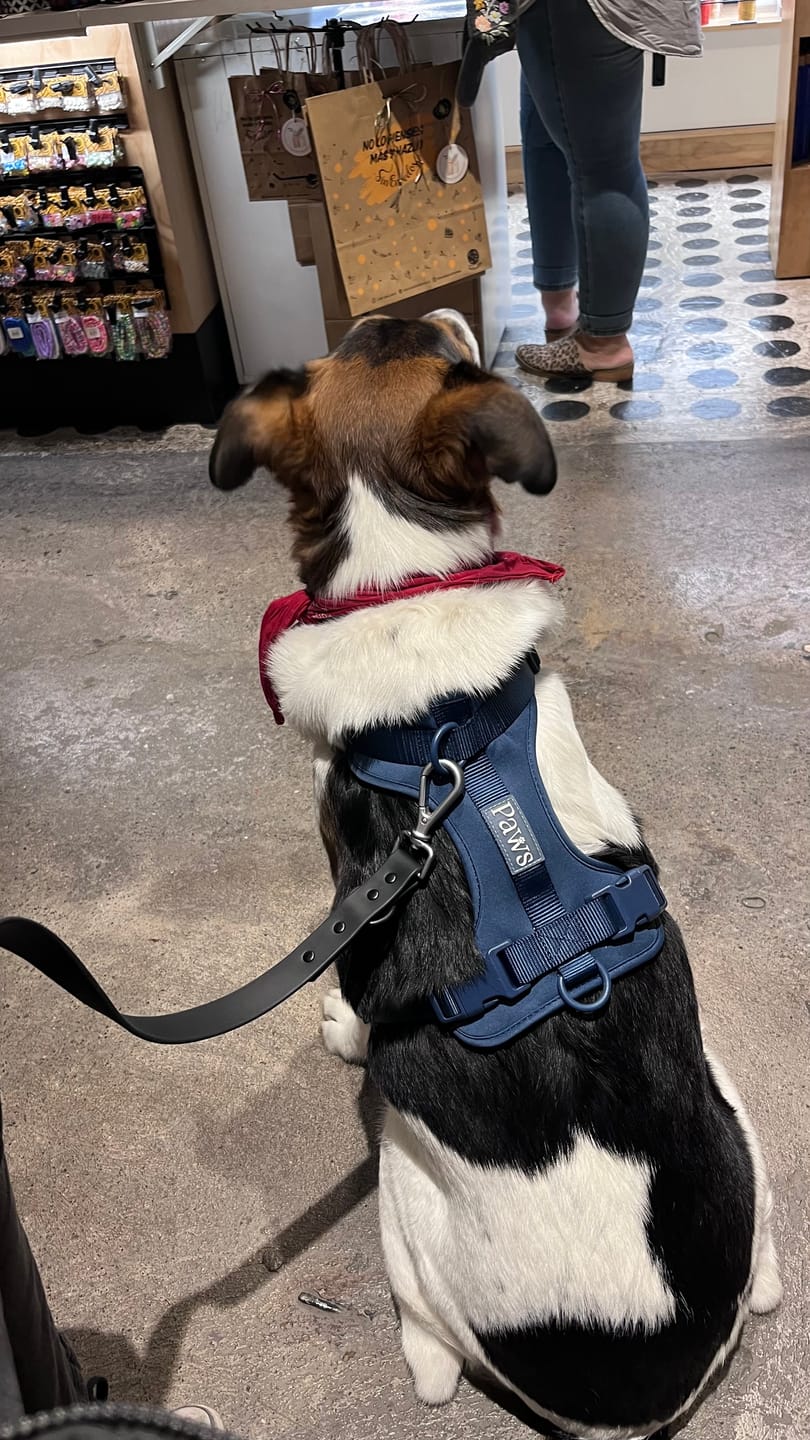 Customer photo review of Arnés Paws