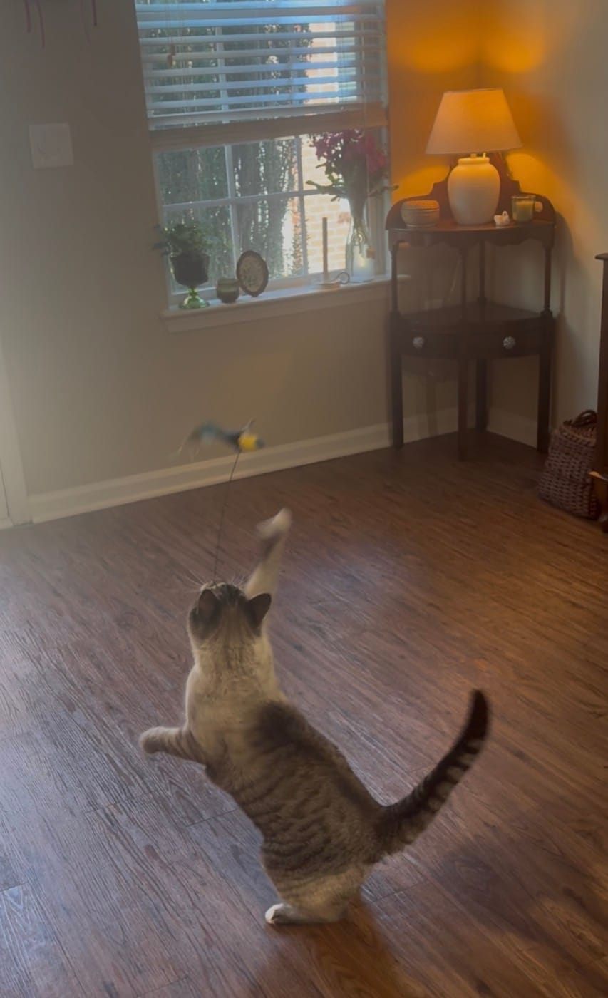 Customer photo review of Interactive Bird Simulation Cat Toy Set | Leo's Paw