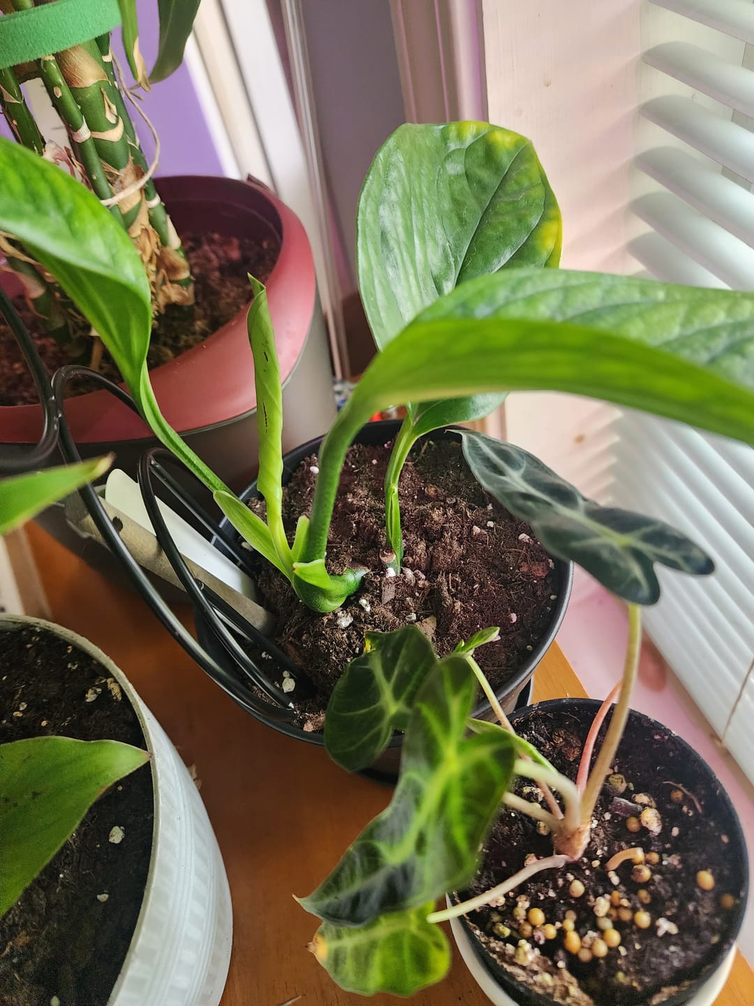 Customer photo review of Monstera pinnatipartita