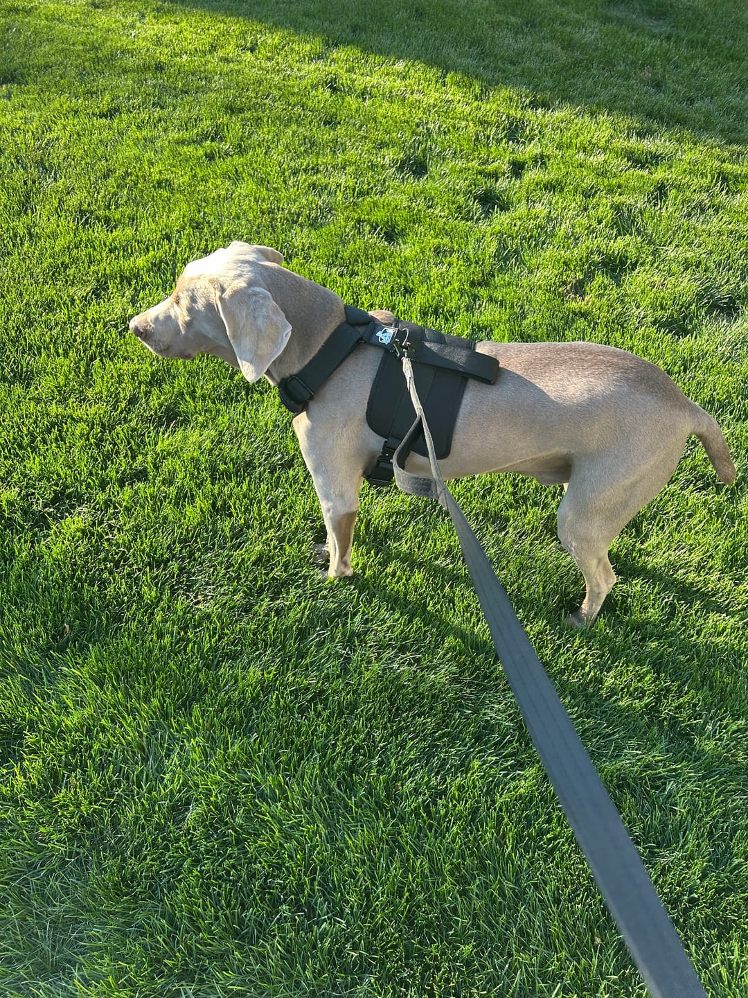 Customer photo review of Matching Black 6' Bully Proof Leash