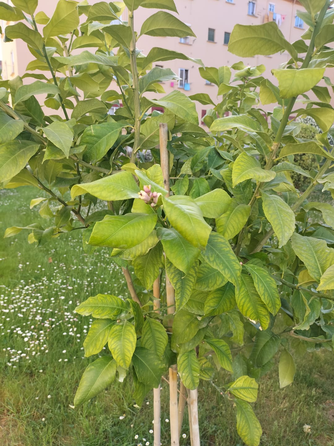 Customer photo review of Fertibono CitriPlus: Abono Cítricos, (1L), Rico en Hierro, Zinc, Calcio,Manganeso, Magnesio, AminoAcidos y NPK - Abono Plantas, Ecológico, Residuo Cero
