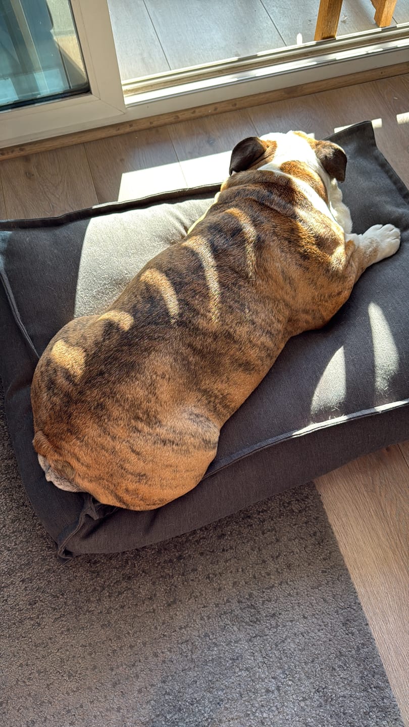 Customer photo review of Cama Cojín Gris