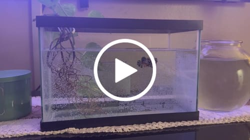 Customer video review of Samurai Plakat Male Betta Fish | You Pick Fish