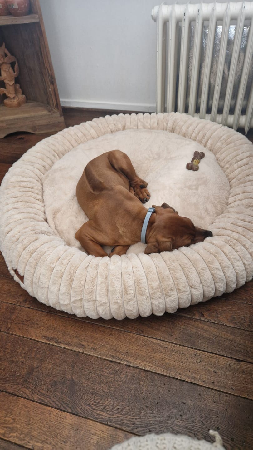 Customer photo review of Pet Perfect Hoes (ENKEL HOES) voor Orthopedische Donutmand - ZONDER VULLING