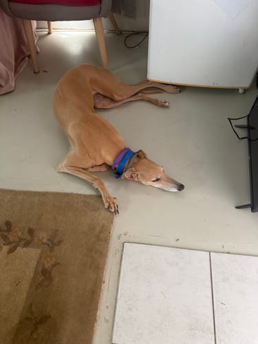 Customer's tan greyhound lying on the floor while wearing the purple PawLax Collar.