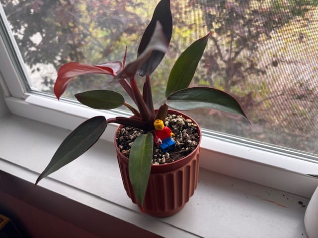 Customer photo review of Philodendron 'Sun Red'