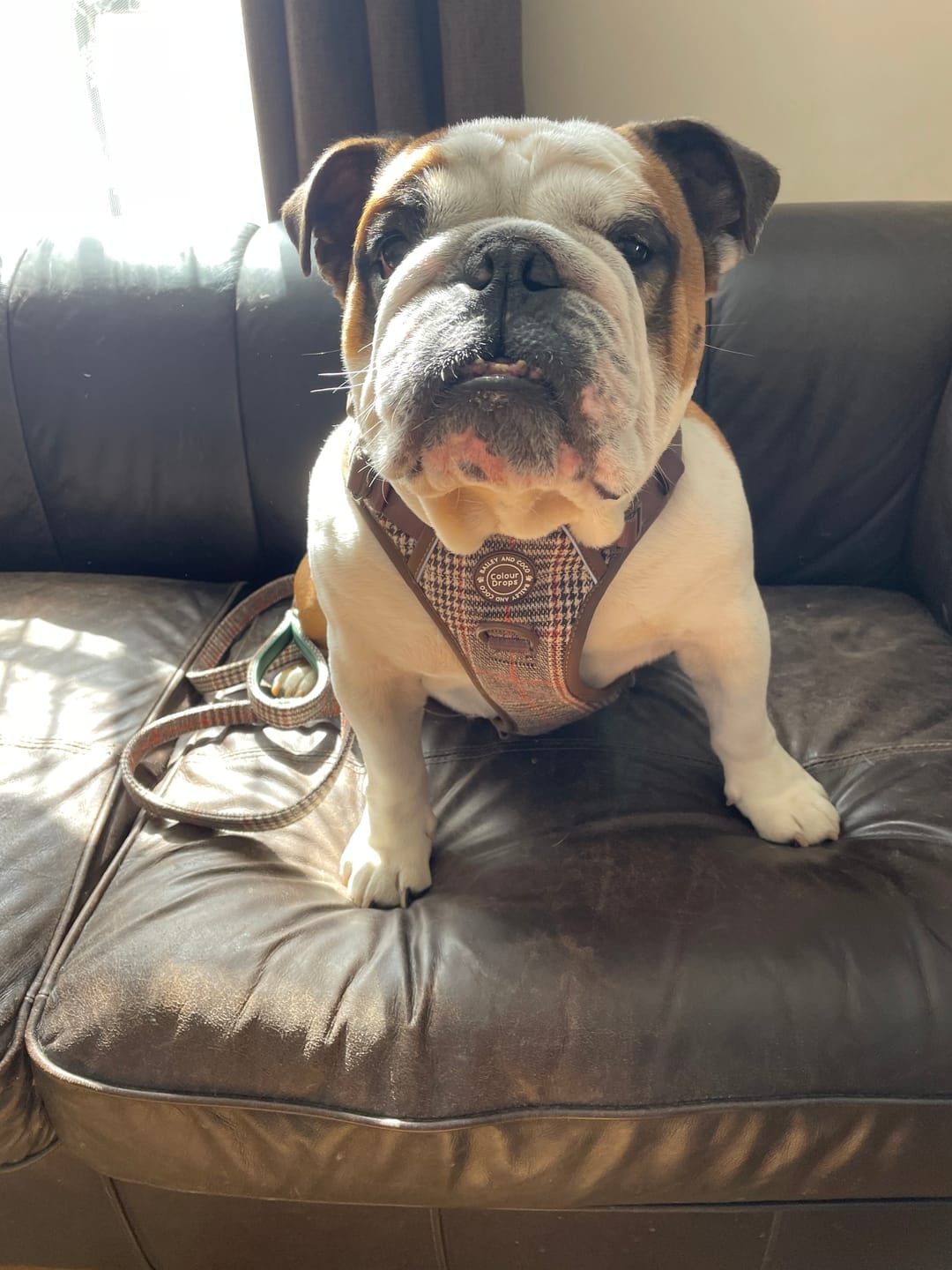 Customer photo review of Trail & Glow Tweed Dog Harness - Colour Drops - Heritage Plaid