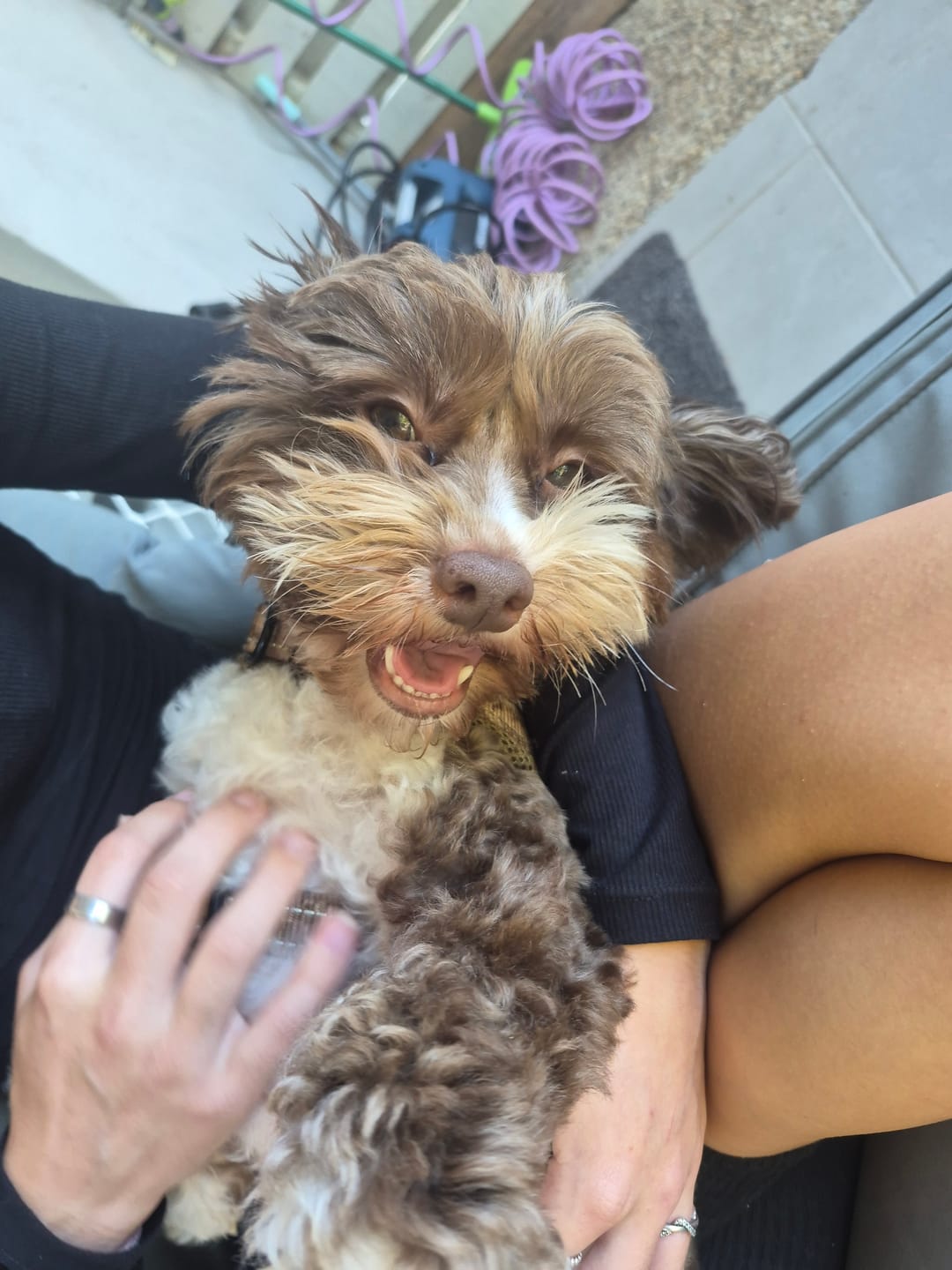 Customer photo review of Bone Broth for Dogs & Cats