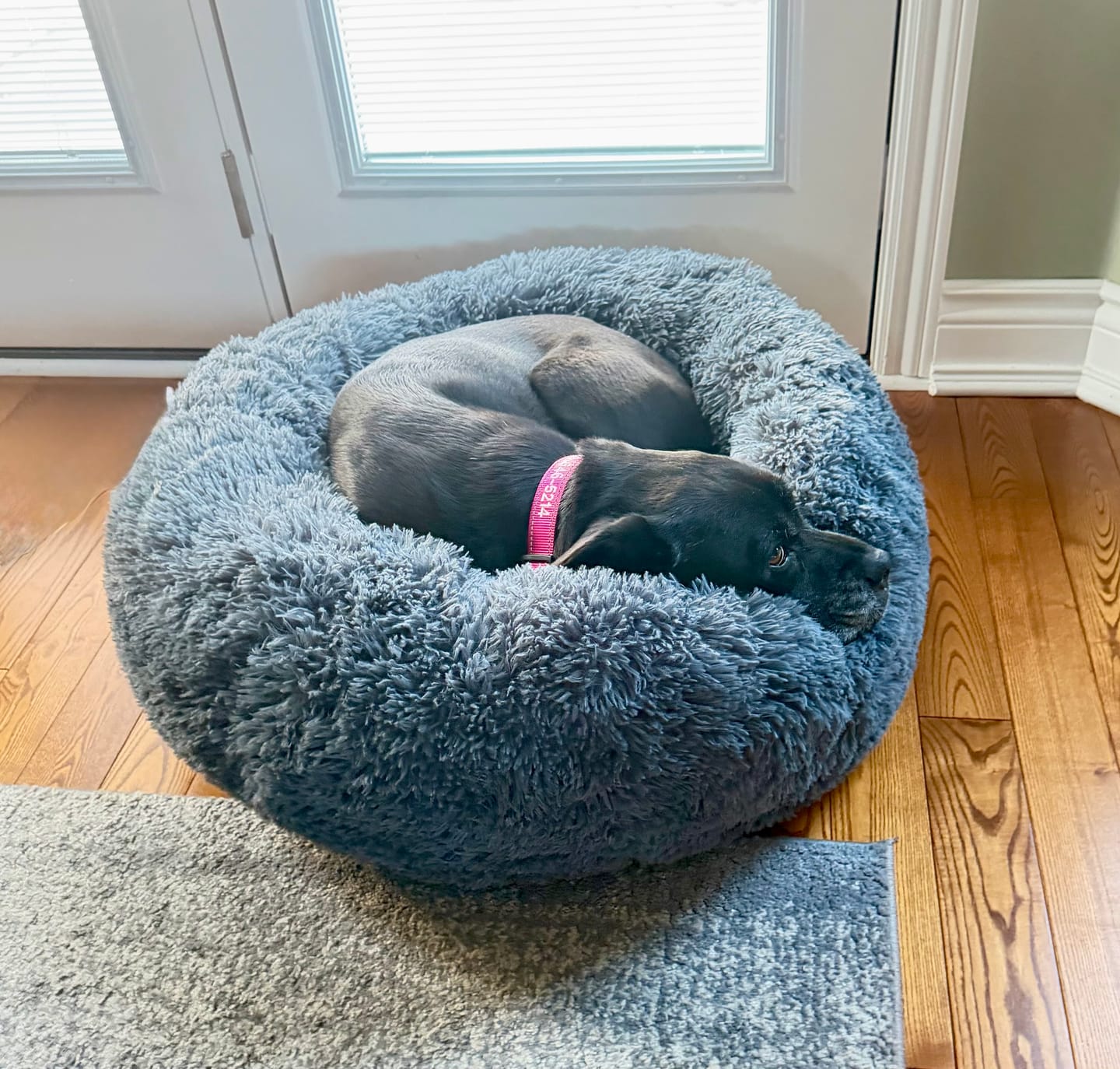 Customer photo review of Brooklyn® Deep Sleep Pet Bed