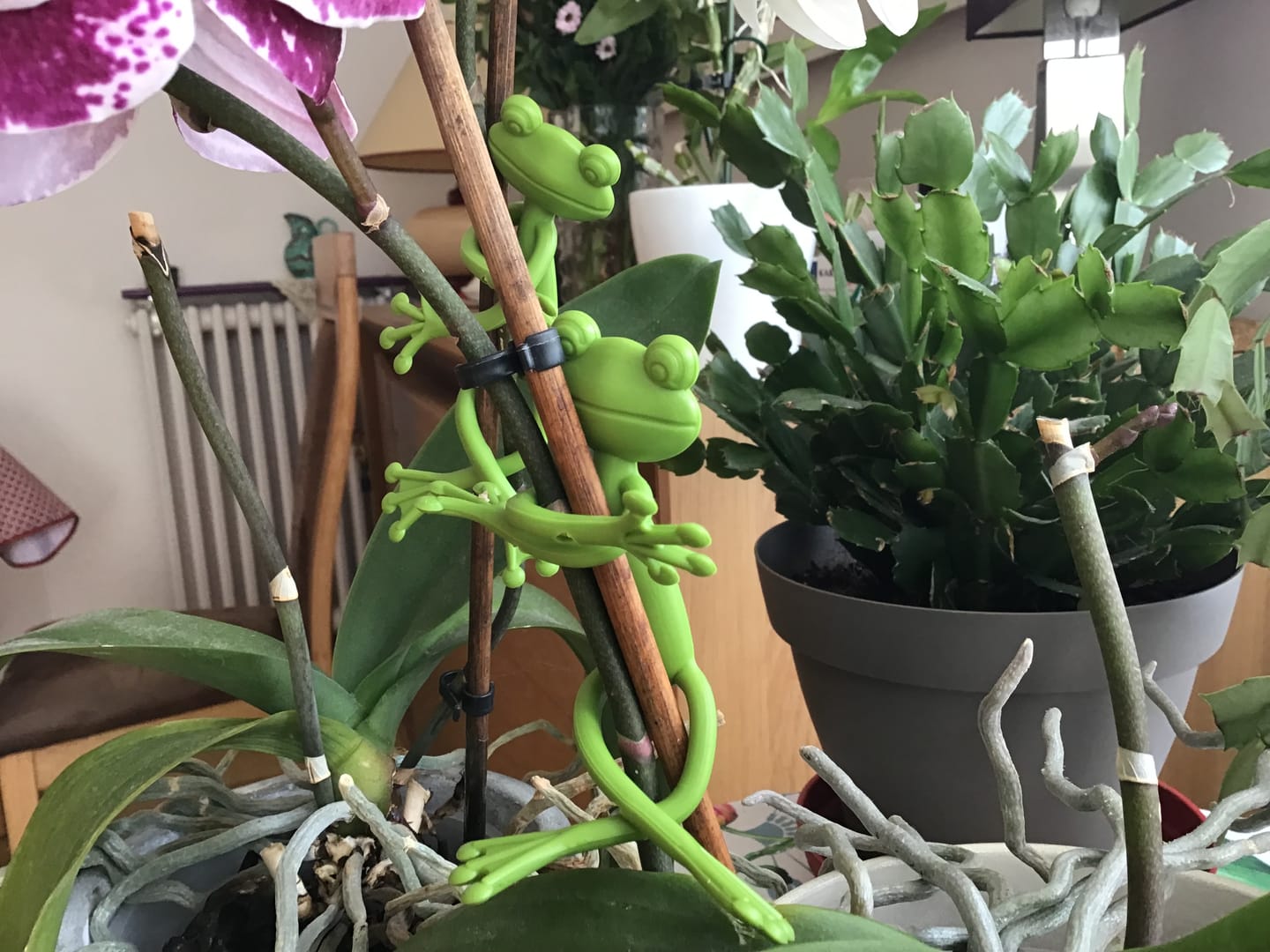 Customer photo review of Mamie Frog®