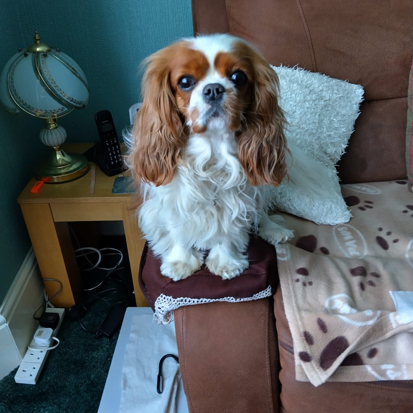 Customer photo review of Natural Plaque Removal Powder for Dogs & Cats | 185g
