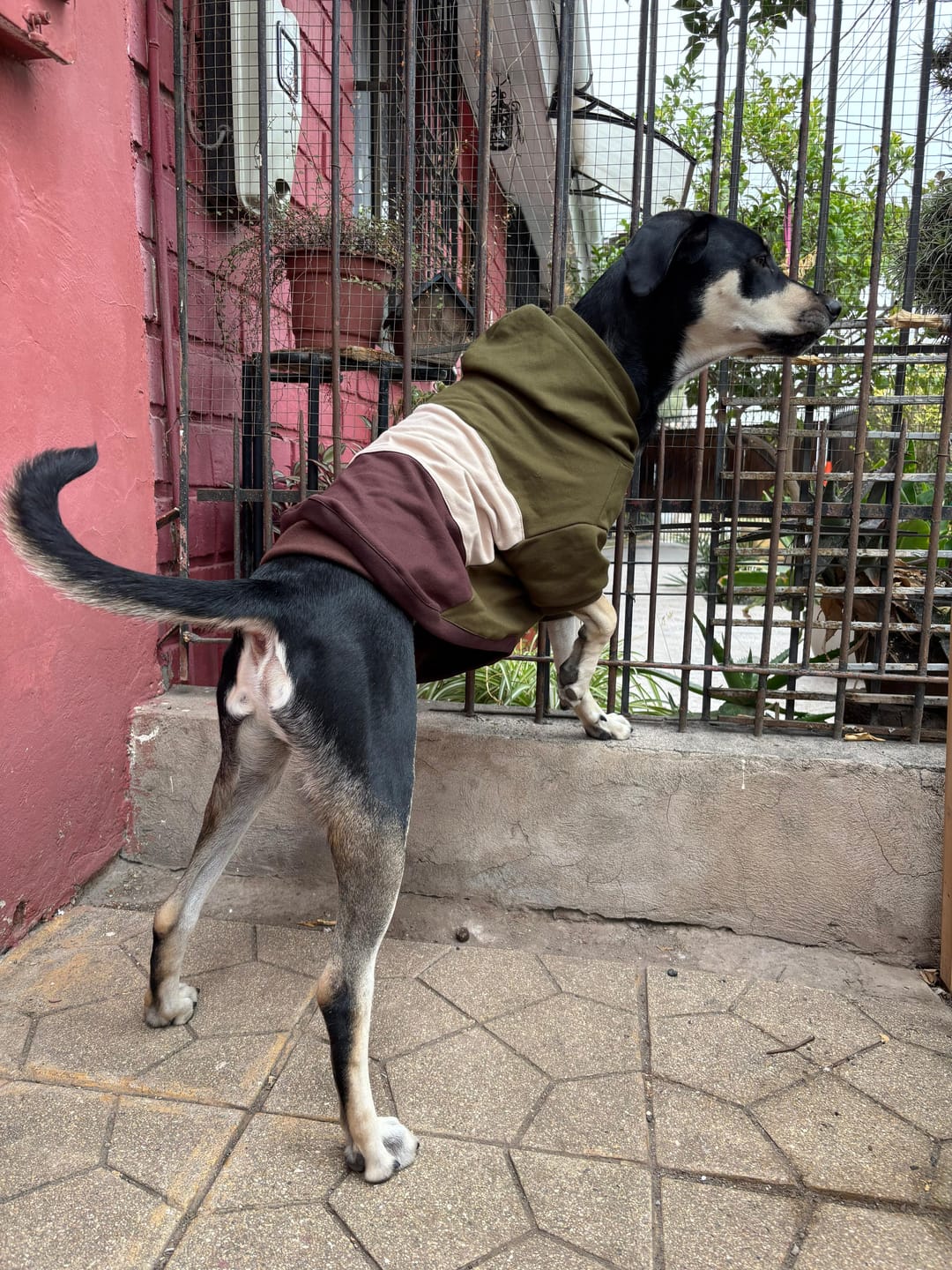 Customer photo review of Poleron de Algodón - Bosque Austral