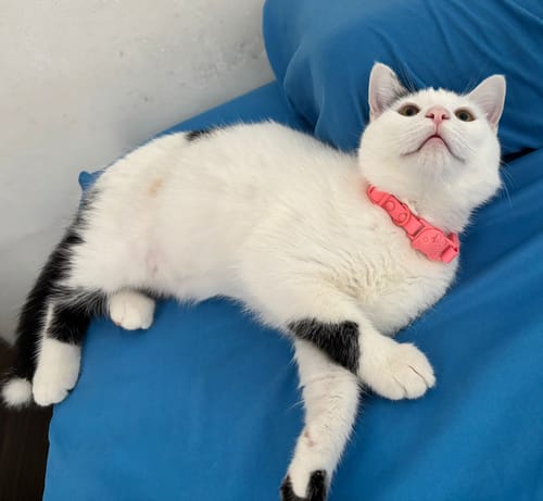 Customer photo review of Collar PVC Lavable (Gato)