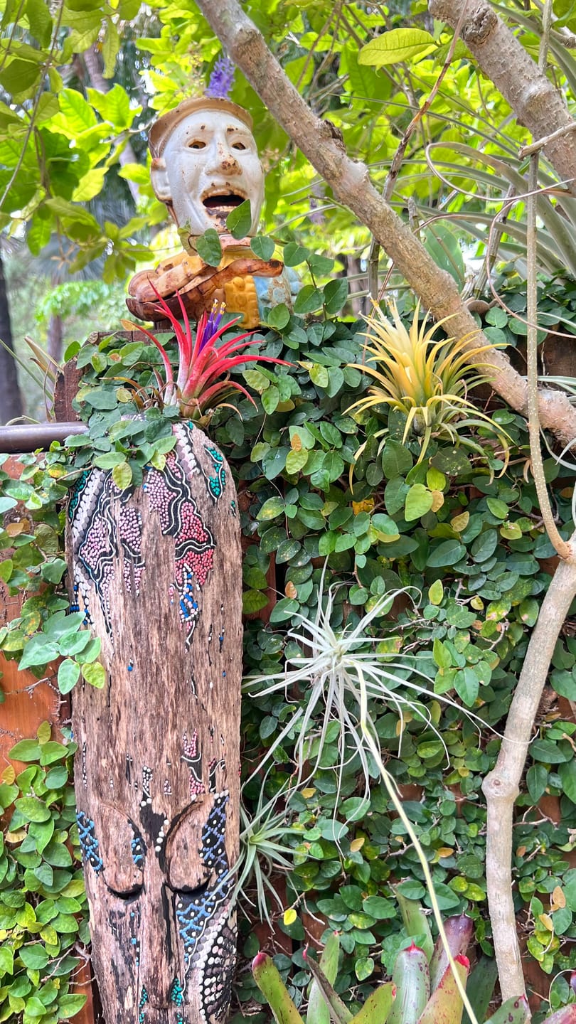 Customer photo review of Air Plant Mystery Box - Curated Tillandsia Collection | 5 Tiers Available