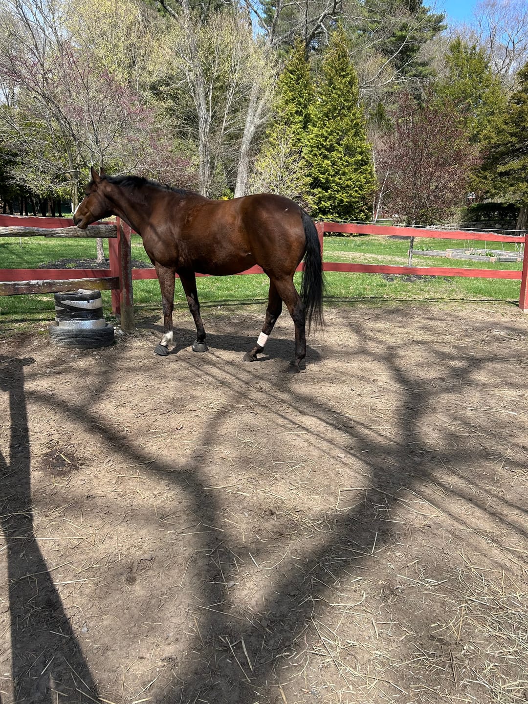 Customer photo review of Digestive HP