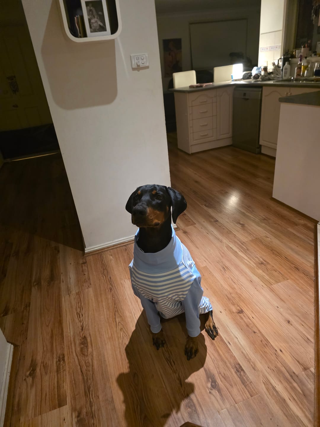 Customer photo review of Dog Pajama - Blue Stripes