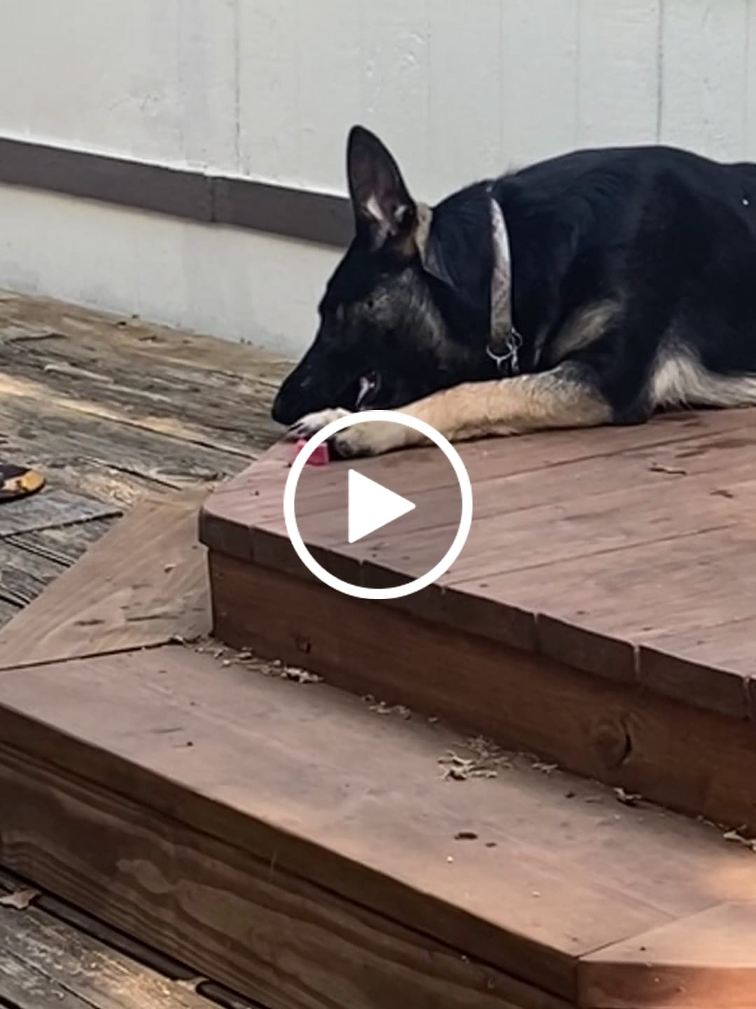 Customer video review of Long-Lasting Yak Chews — 6 Flavor Pack
