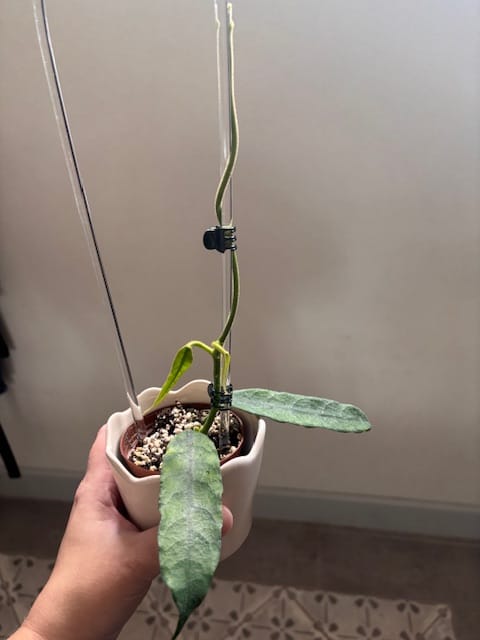 Customer photo review of Hoya globulosa/villosa