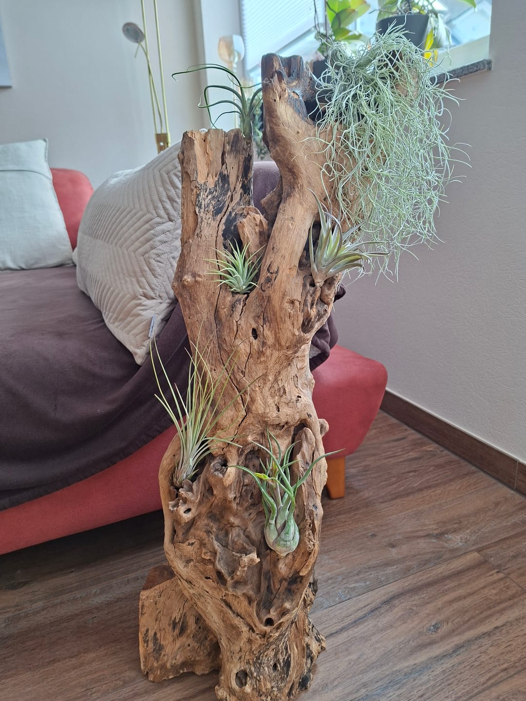 Customer photo review of Tillandsia usneoides - Lousianamoos