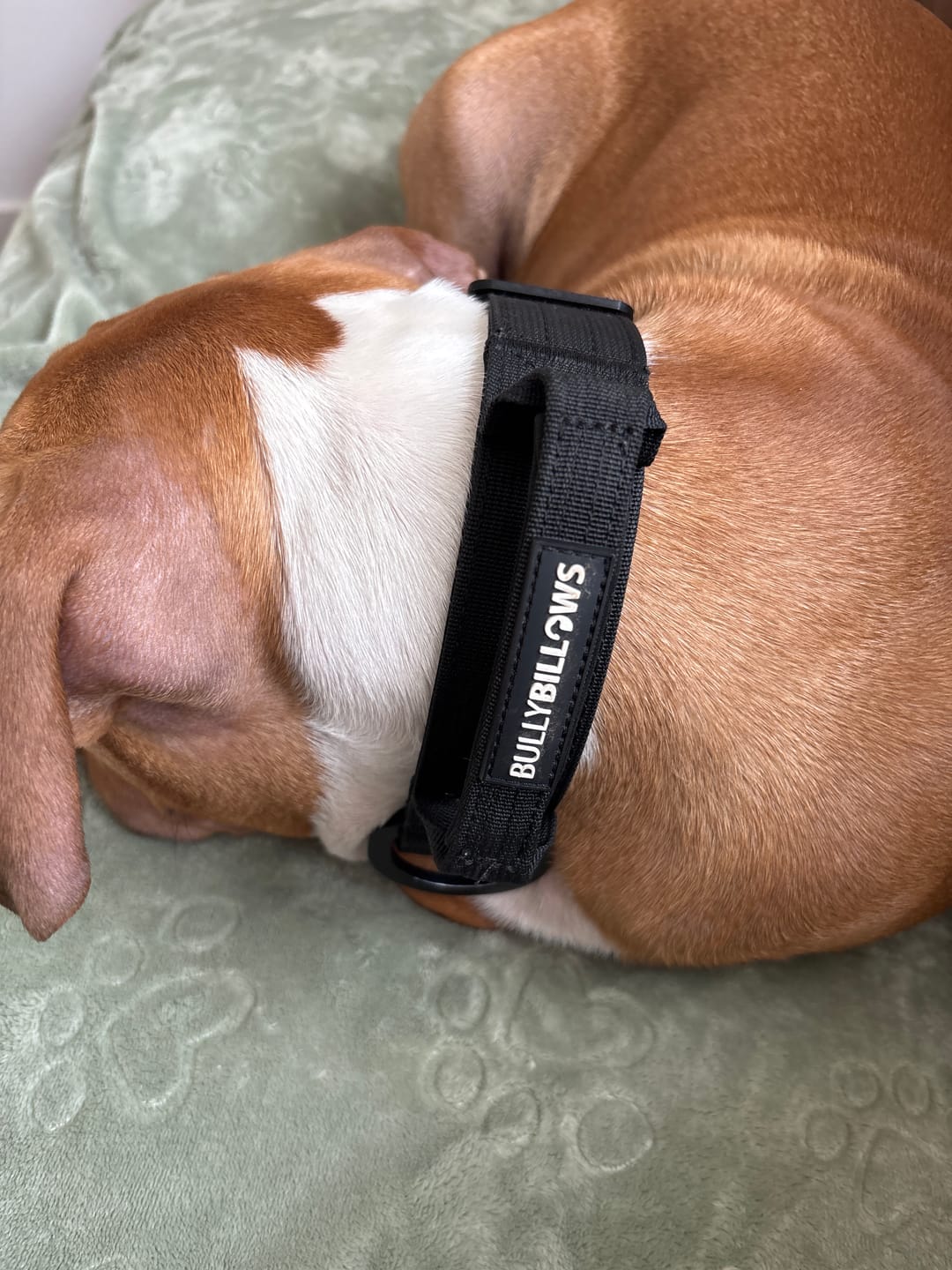 Customer photo review of 4cm LIGHTER Combat® Collar | Handle Rated Clip - Black x Black