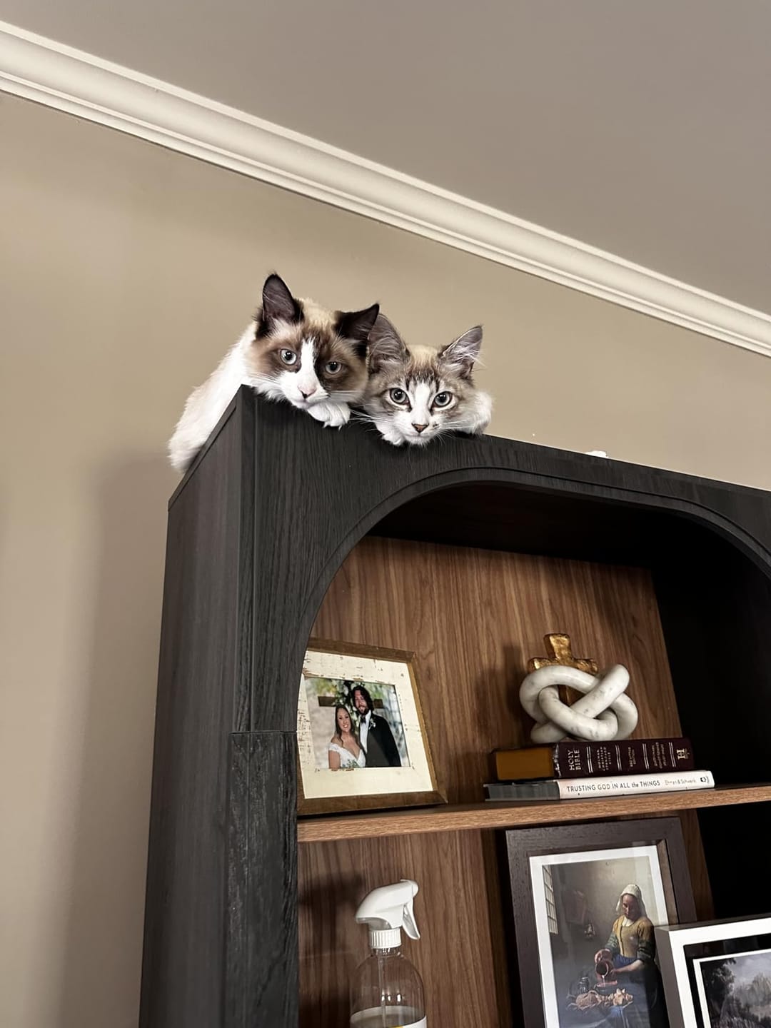 Customer photo review of Jagger 72" Tall 6-Tier Bookcase