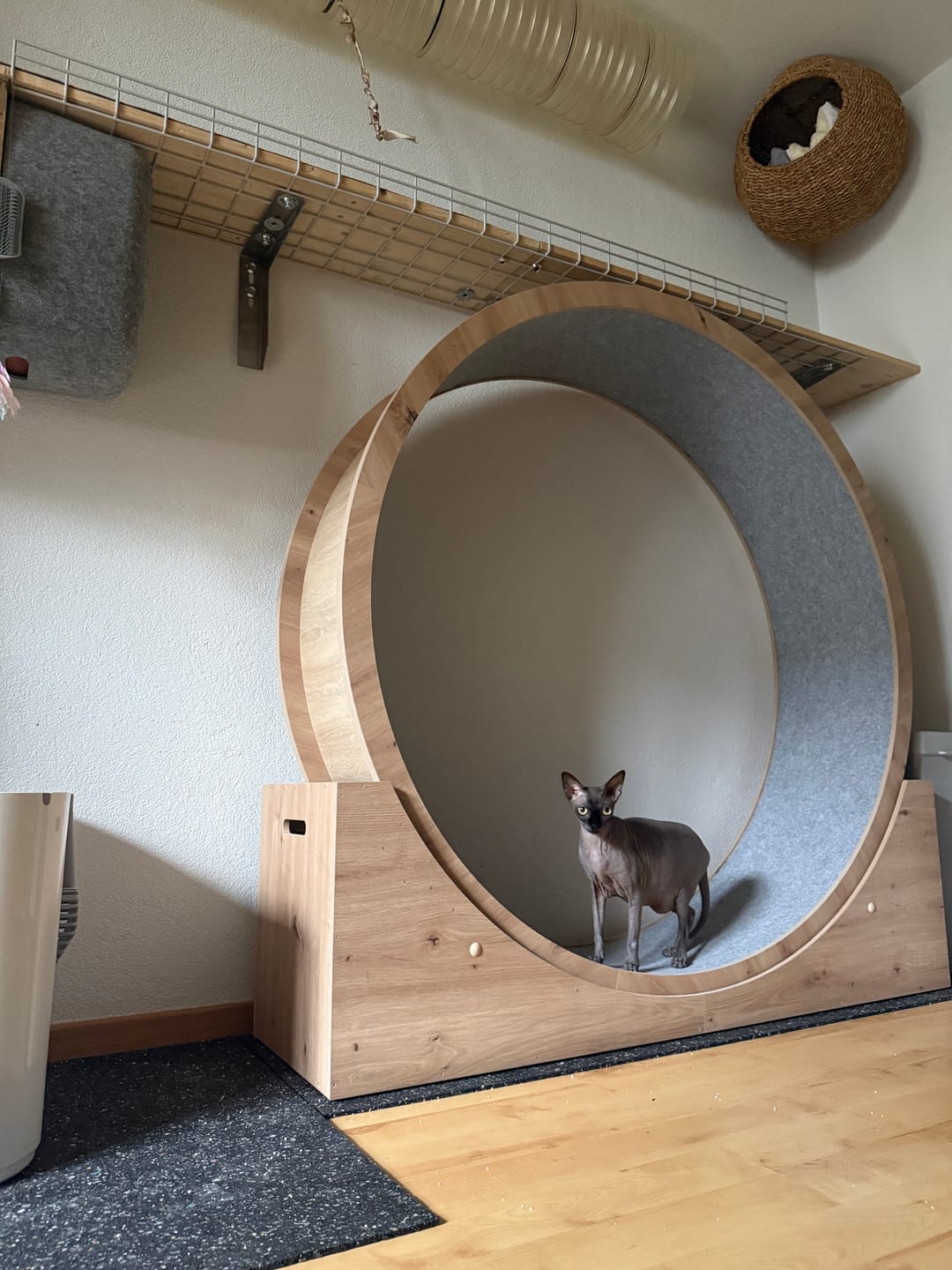 Customer photo review of Elmato Katzenlaufrad Simba