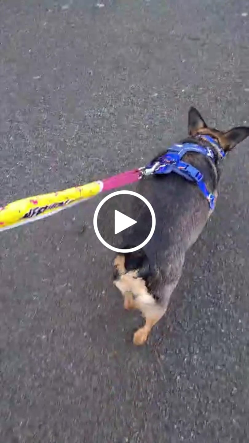 Customer video review of Apex® Harness