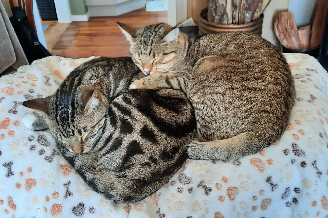 Customer photo review of NexGard SPECTRA for Large Cats 2.5-7.4kg