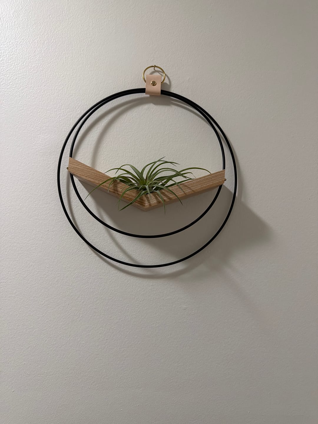 Customer photo review of Air Plant V-Hanger