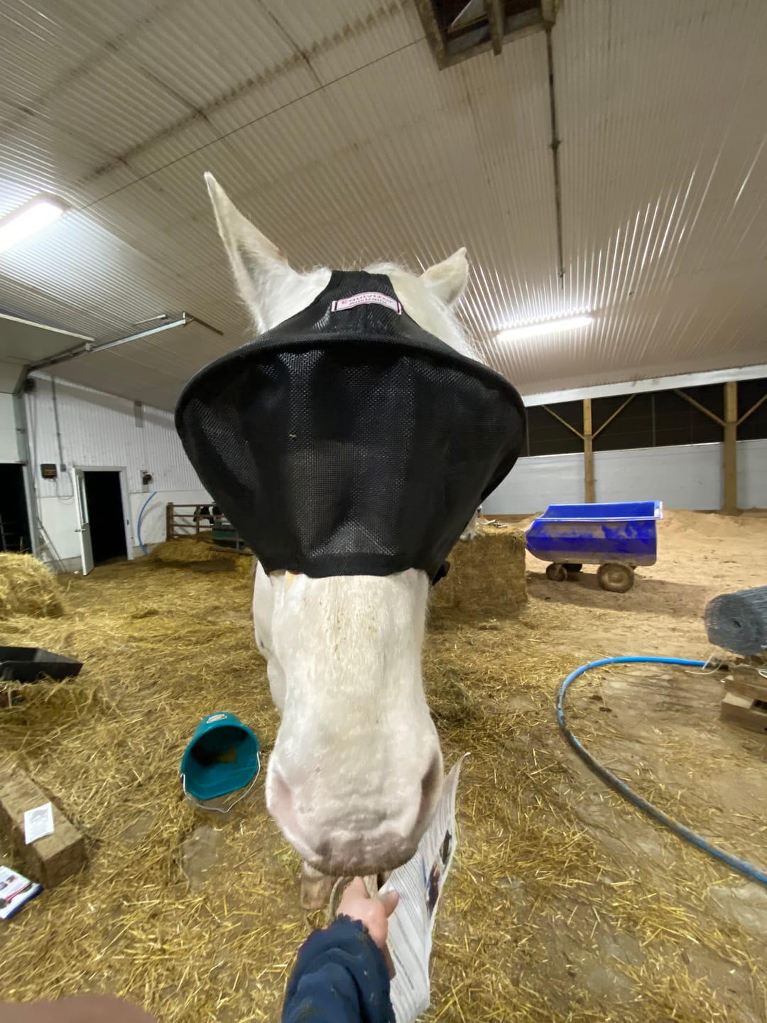 Customer photo review of Solar Vizor Fly Mask - Standard Style