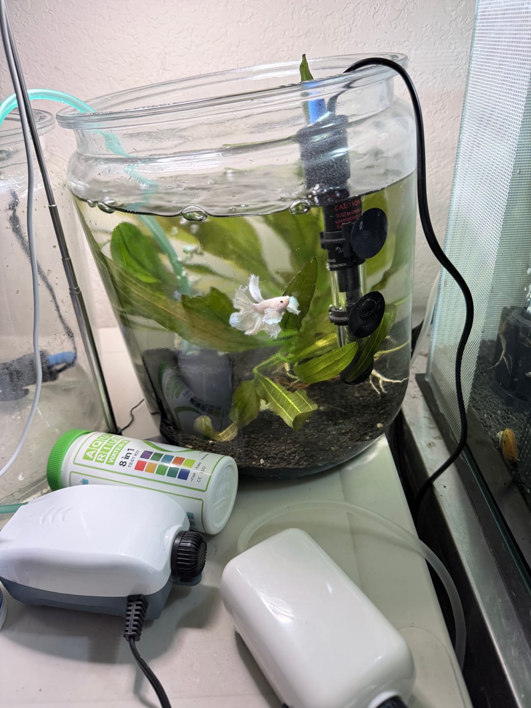 Customer photo review of Rare Dumbo Halfmoon Platinum Betta Fish (Male)