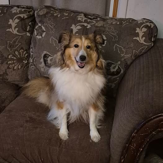 Customer photo review of Bully Stick Safety Holder