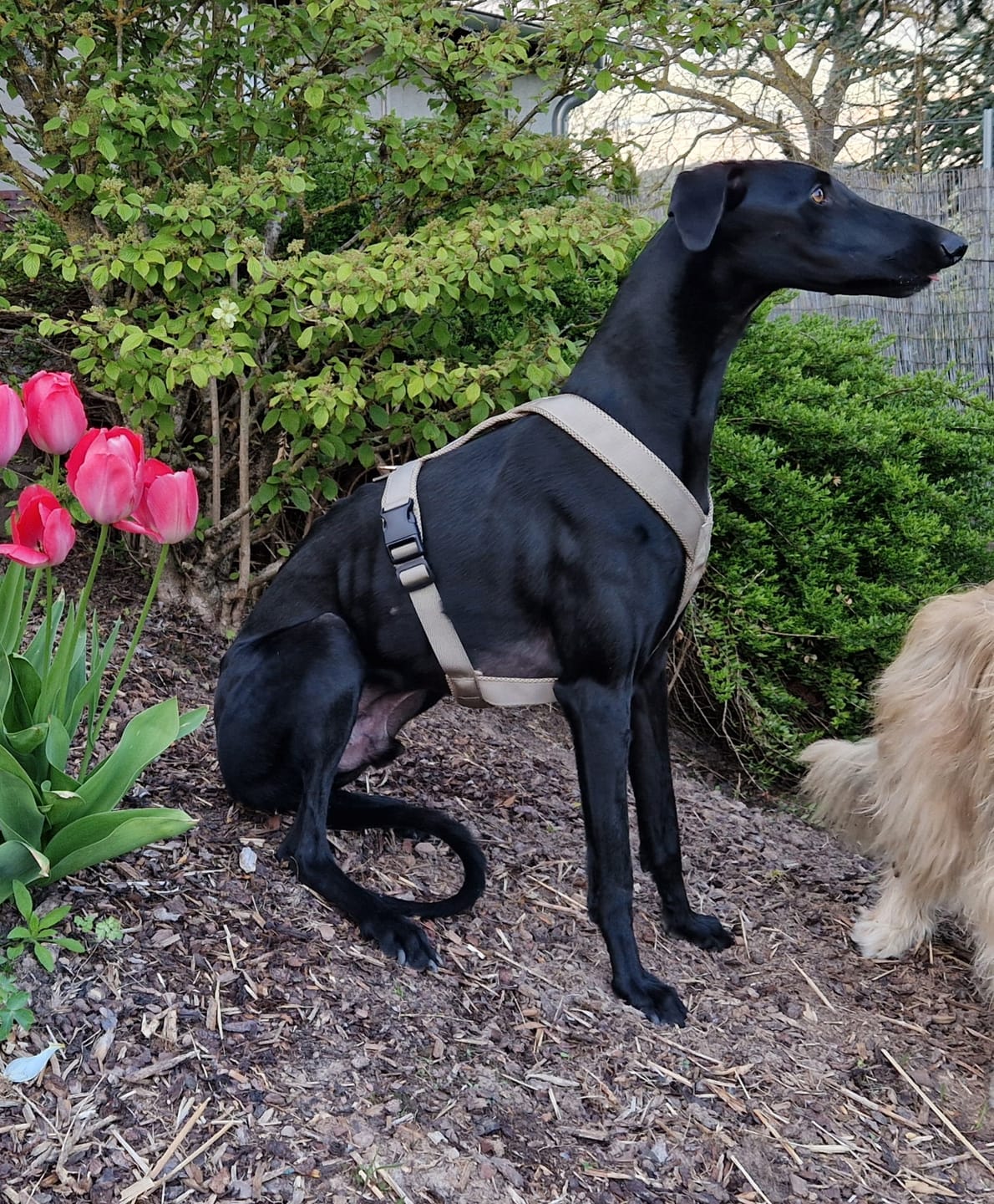 Customer photo review of Windhundgeschirr FUN "Golden Sand"