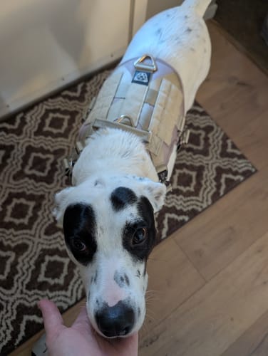 Customer photo review of HNTR 3.0 Dog Harness - Beach