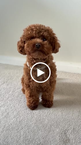 Customer video review of Hazelnut┃Studio Step-In Harness